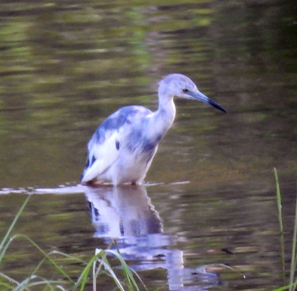 Little Blue Heron - ML638439894