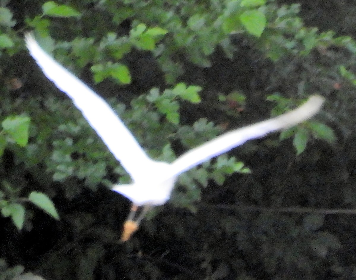 Snowy Egret - ML638439903