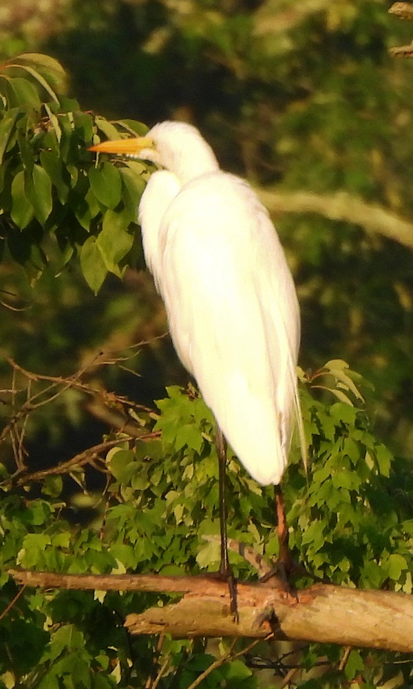 Great Egret - ML638439911