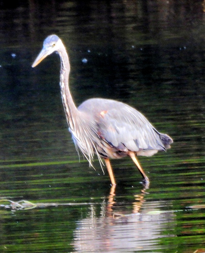 Great Blue Heron - ML638439923