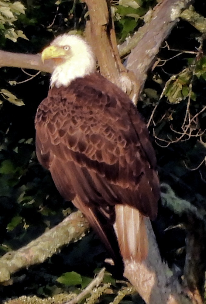 Bald Eagle - ML638439932