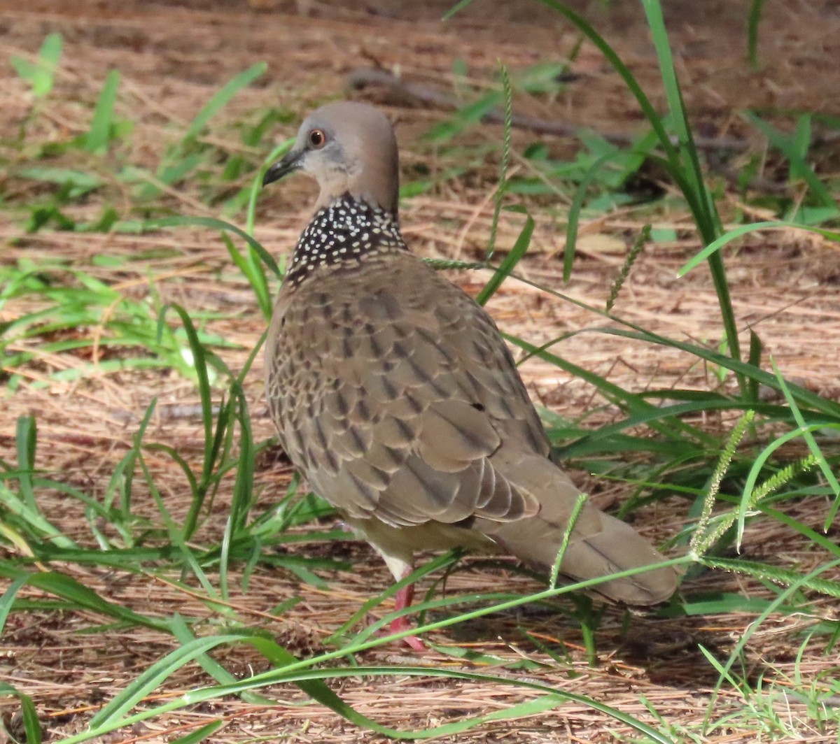 Spotted Dove - ML638439939