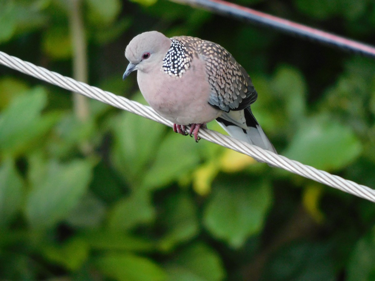 Spotted Dove - ML638439976