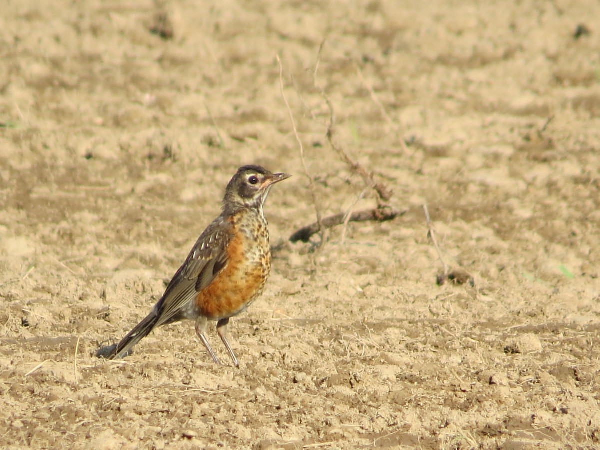 American Robin - ML638440019
