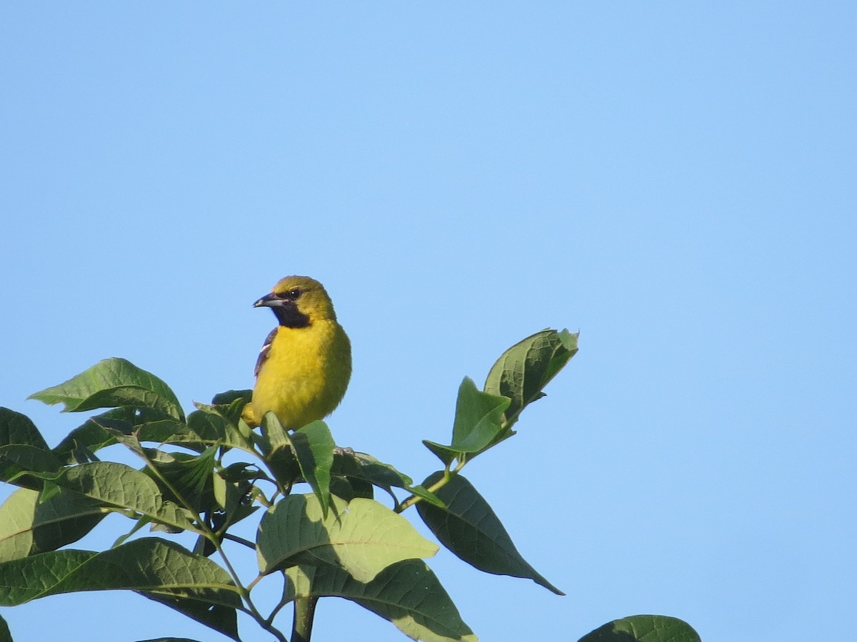 Orchard Oriole - ML638440044