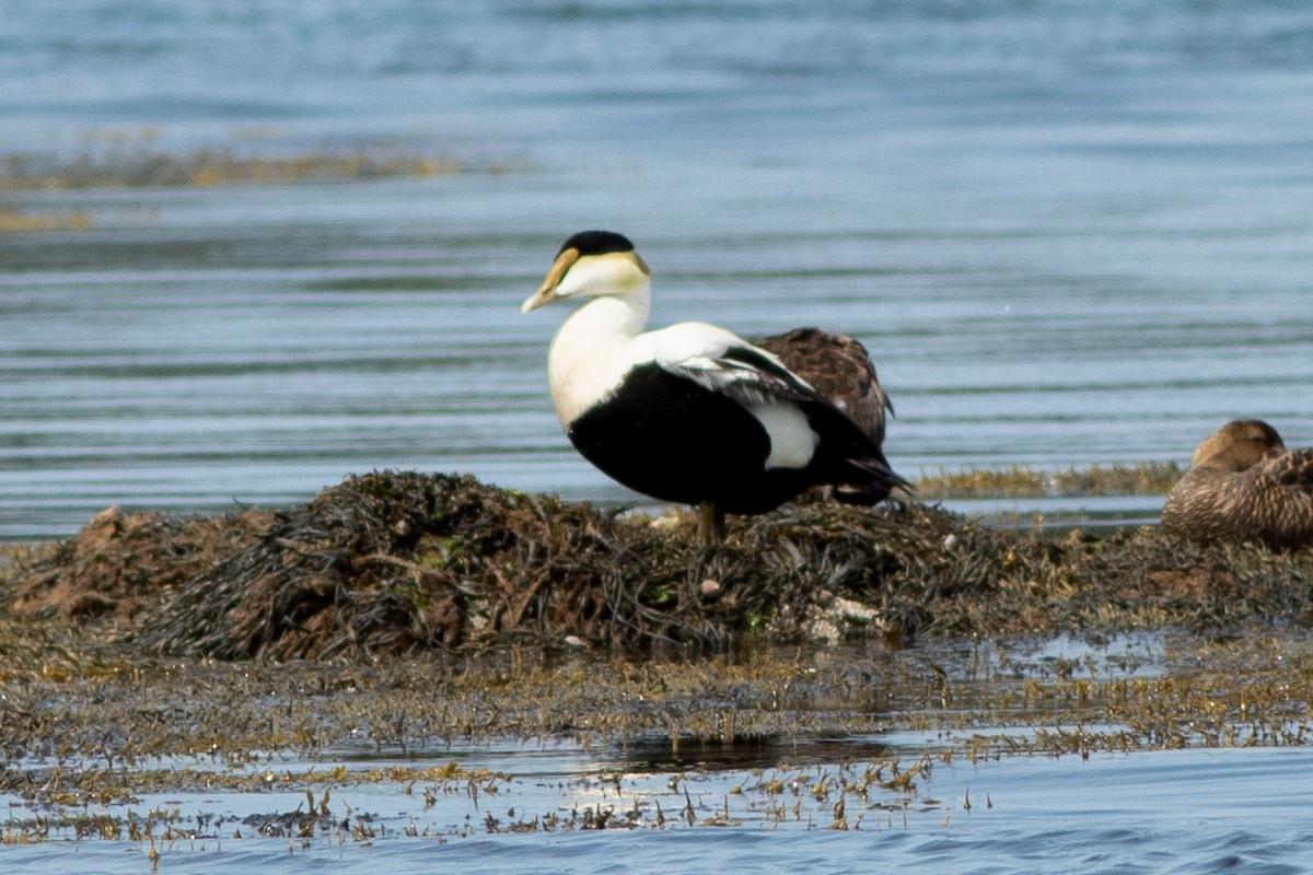 Common Eider - ML638440047