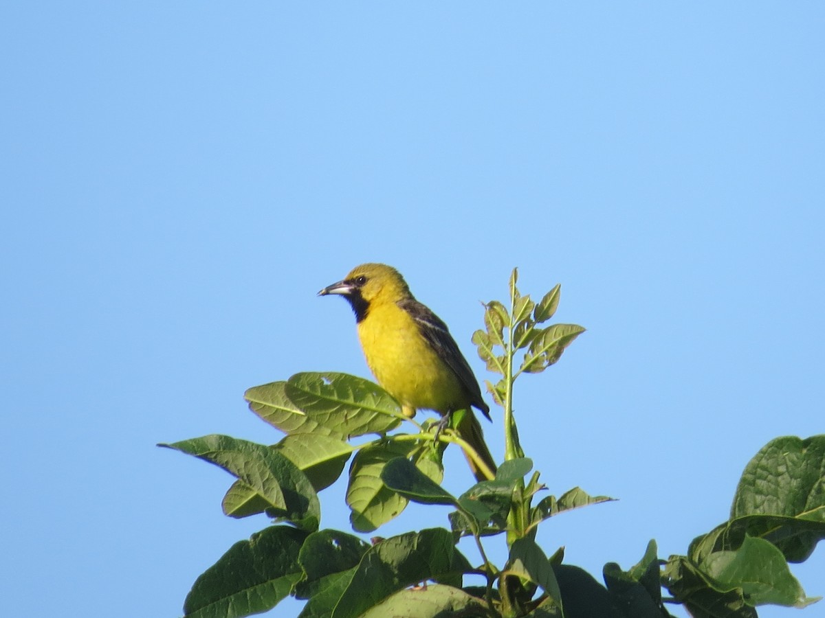 Orchard Oriole - ML638440056