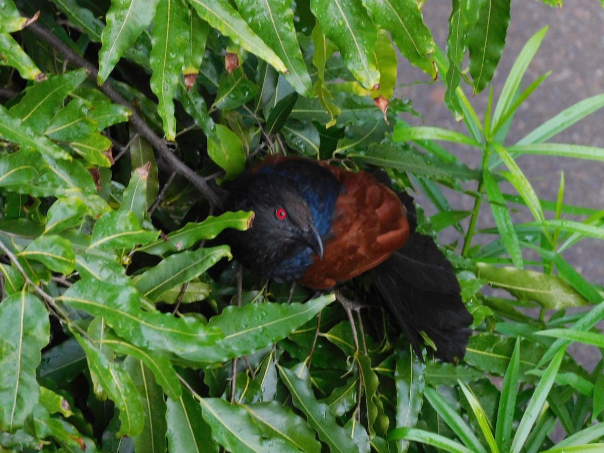 Greater Coucal - ML638440068