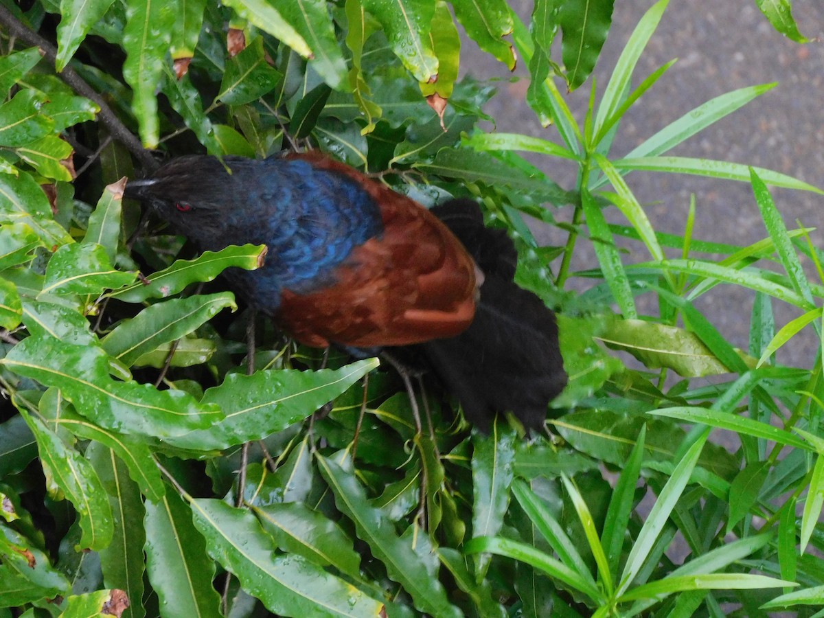 Greater Coucal - ML638440069