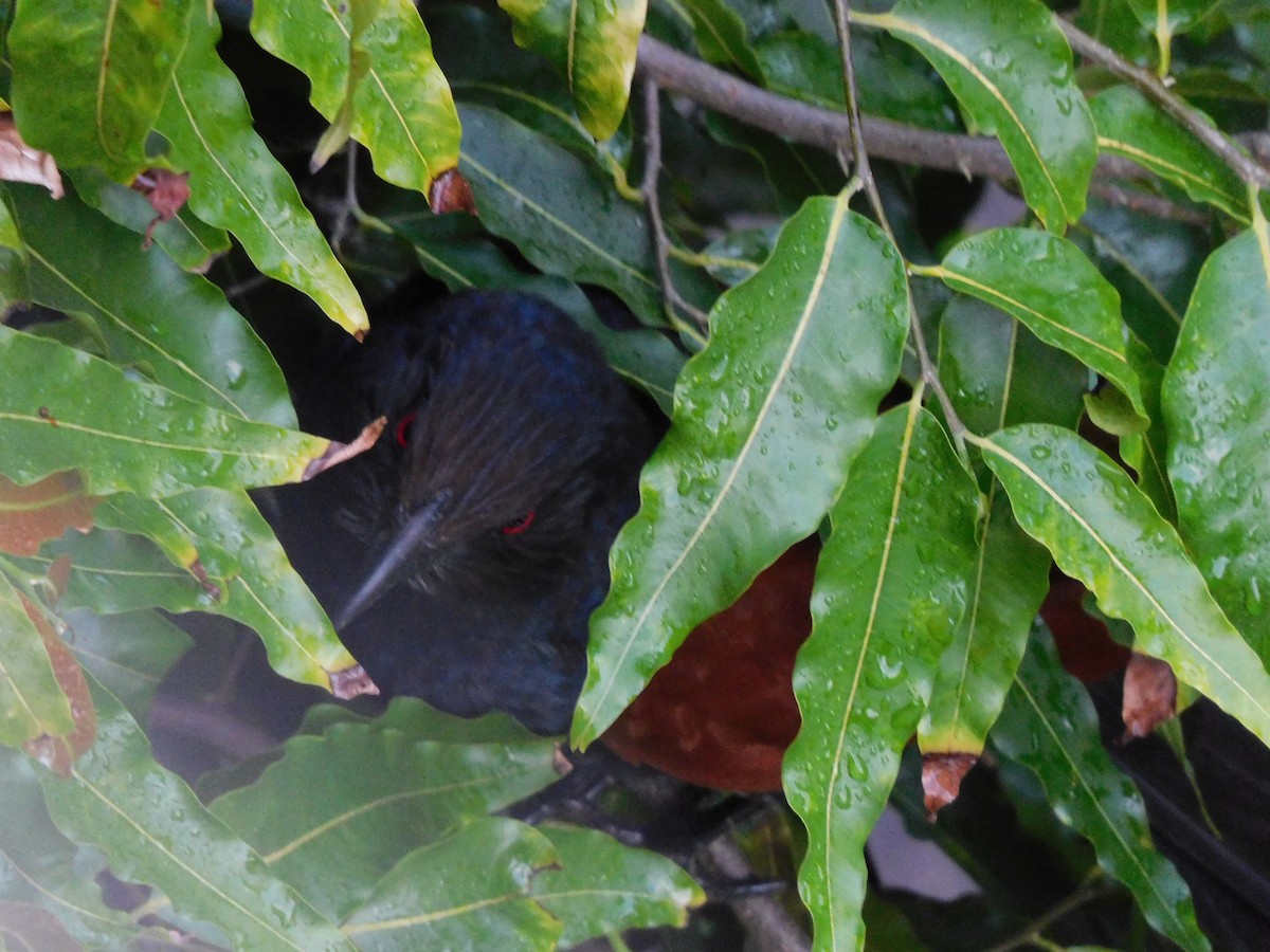 Greater Coucal - ML638440070