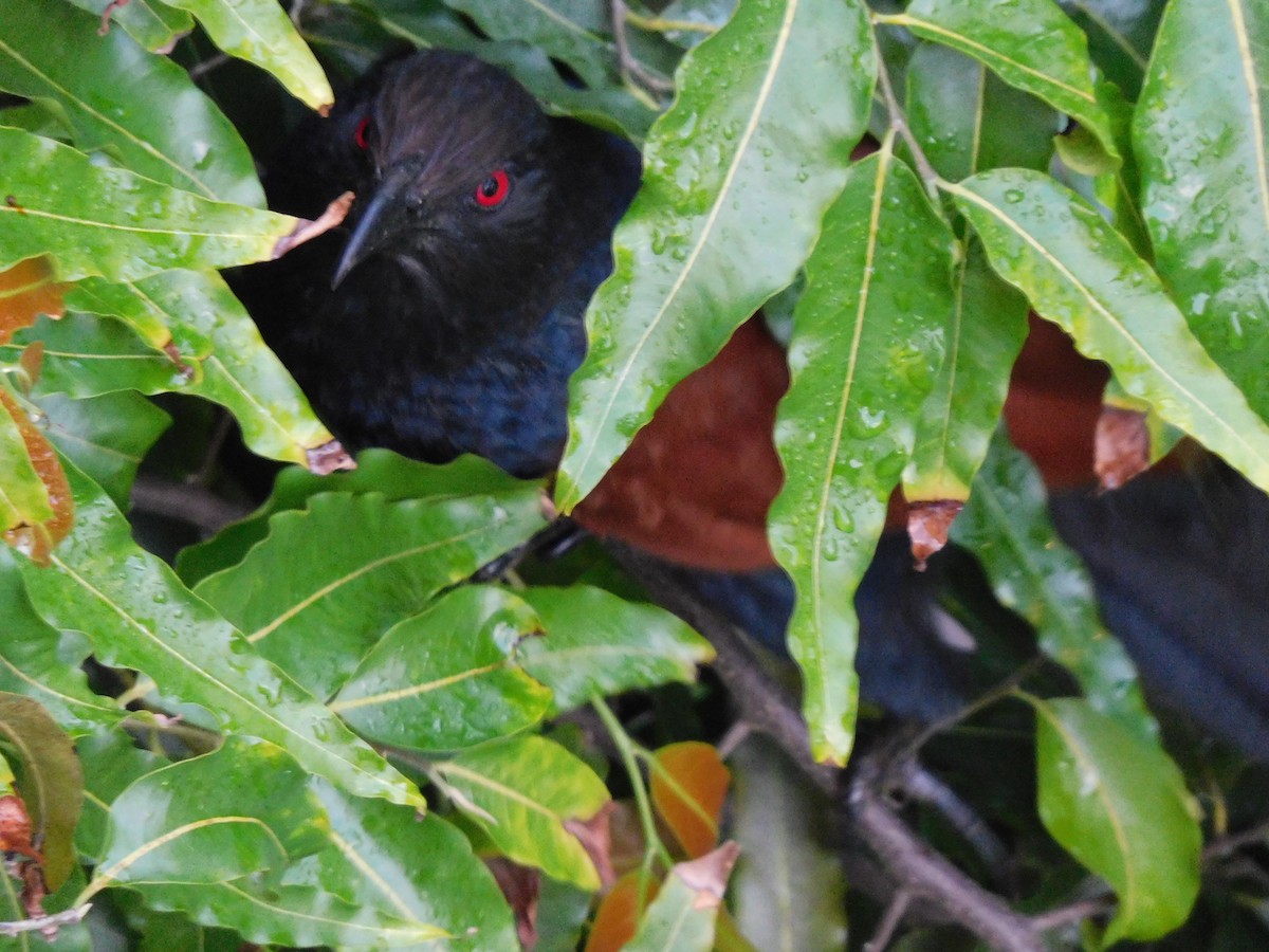 Greater Coucal - ML638440071