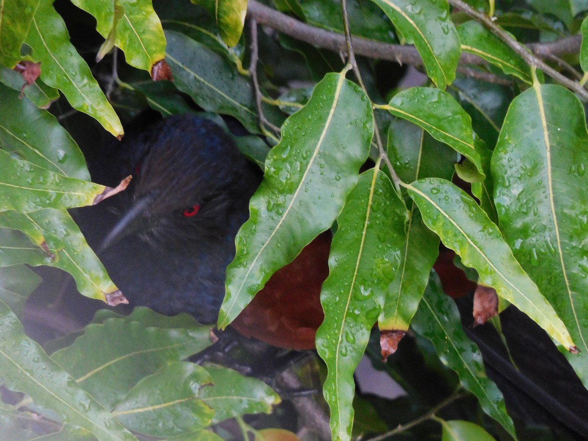 Greater Coucal - ML638440073