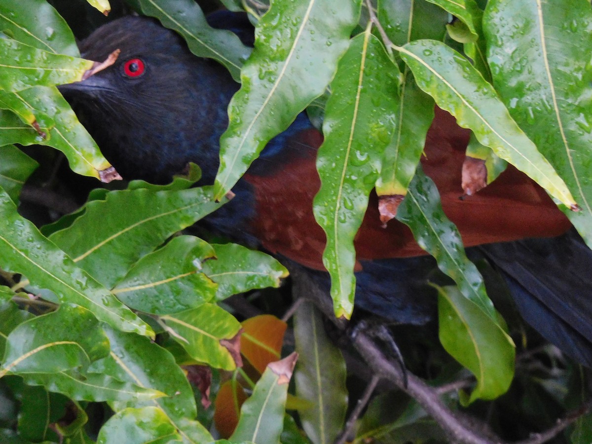 Greater Coucal - ML638440074
