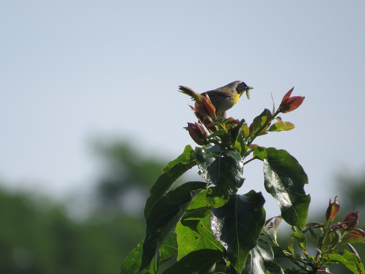 Common Yellowthroat - ML638440089
