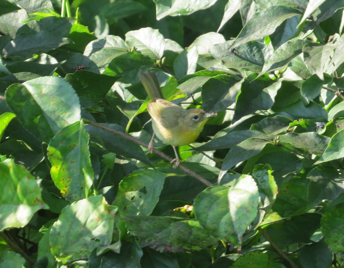 Common Yellowthroat - ML638440118