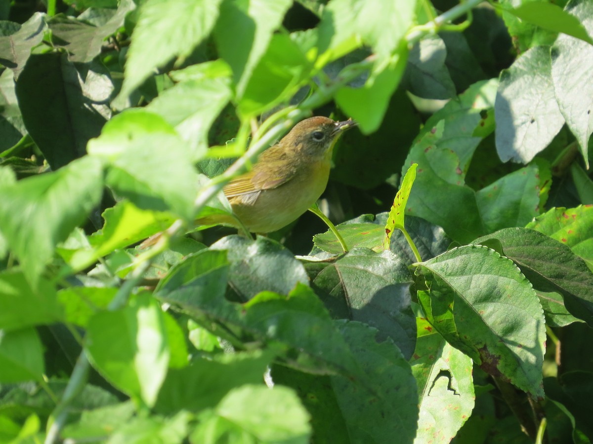 Common Yellowthroat - ML638440126