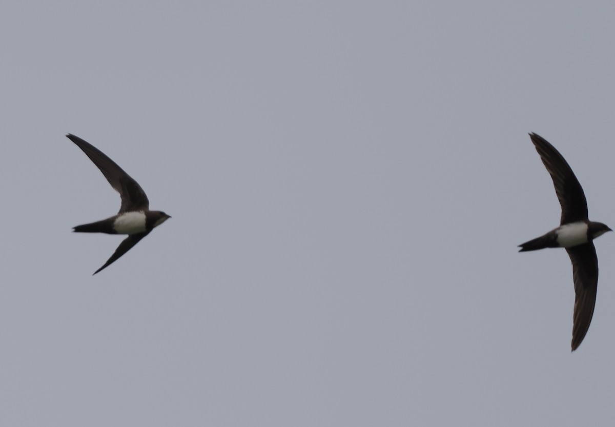 Alpine Swift - ML638440173