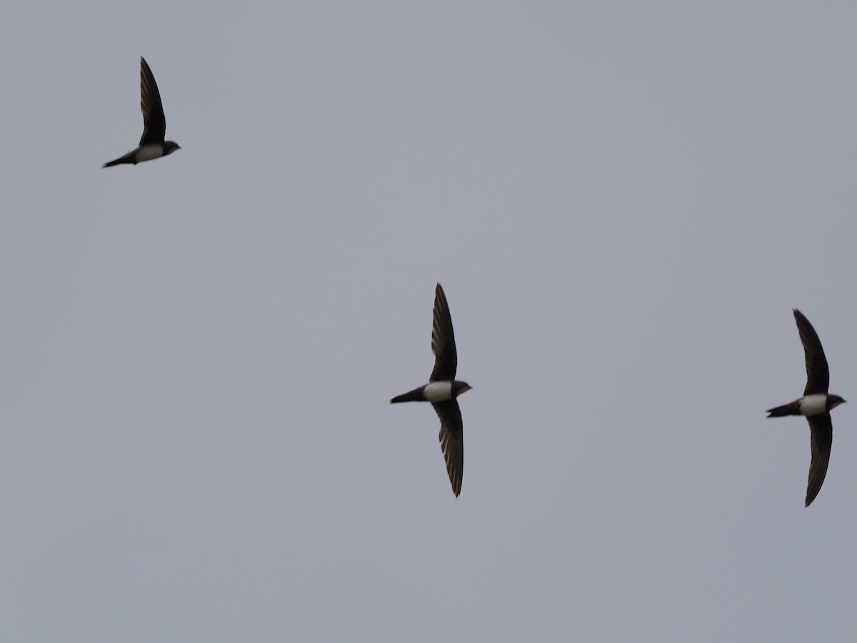 Alpine Swift - ML638440184