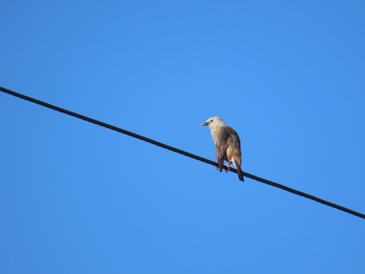 Chestnut-tailed Starling - ML638440213