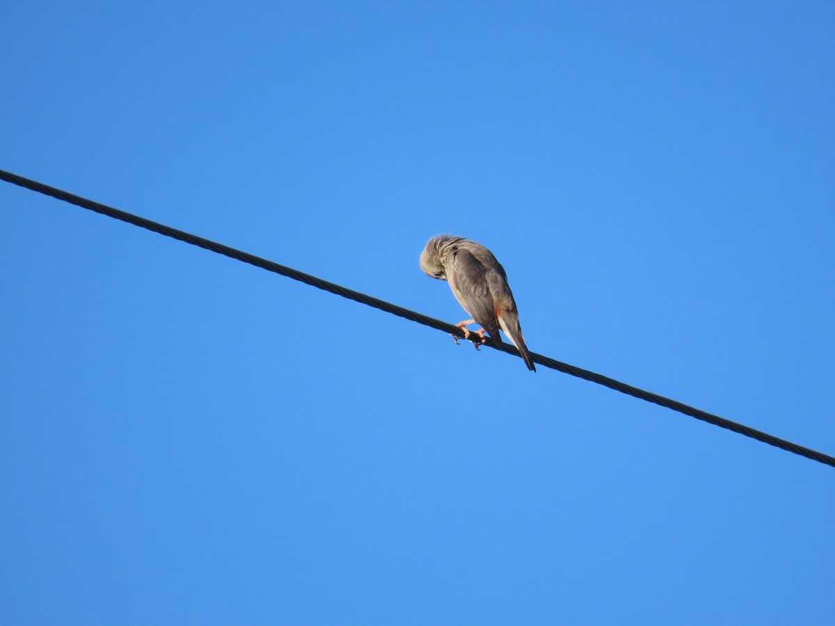 Chestnut-tailed Starling - ML638440214
