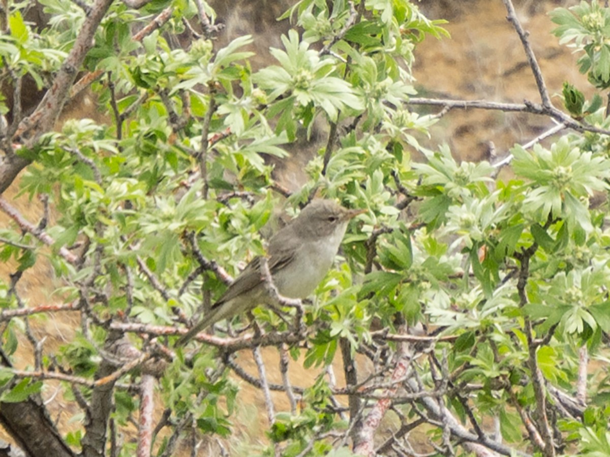 Olive-tree Warbler - ML638440217