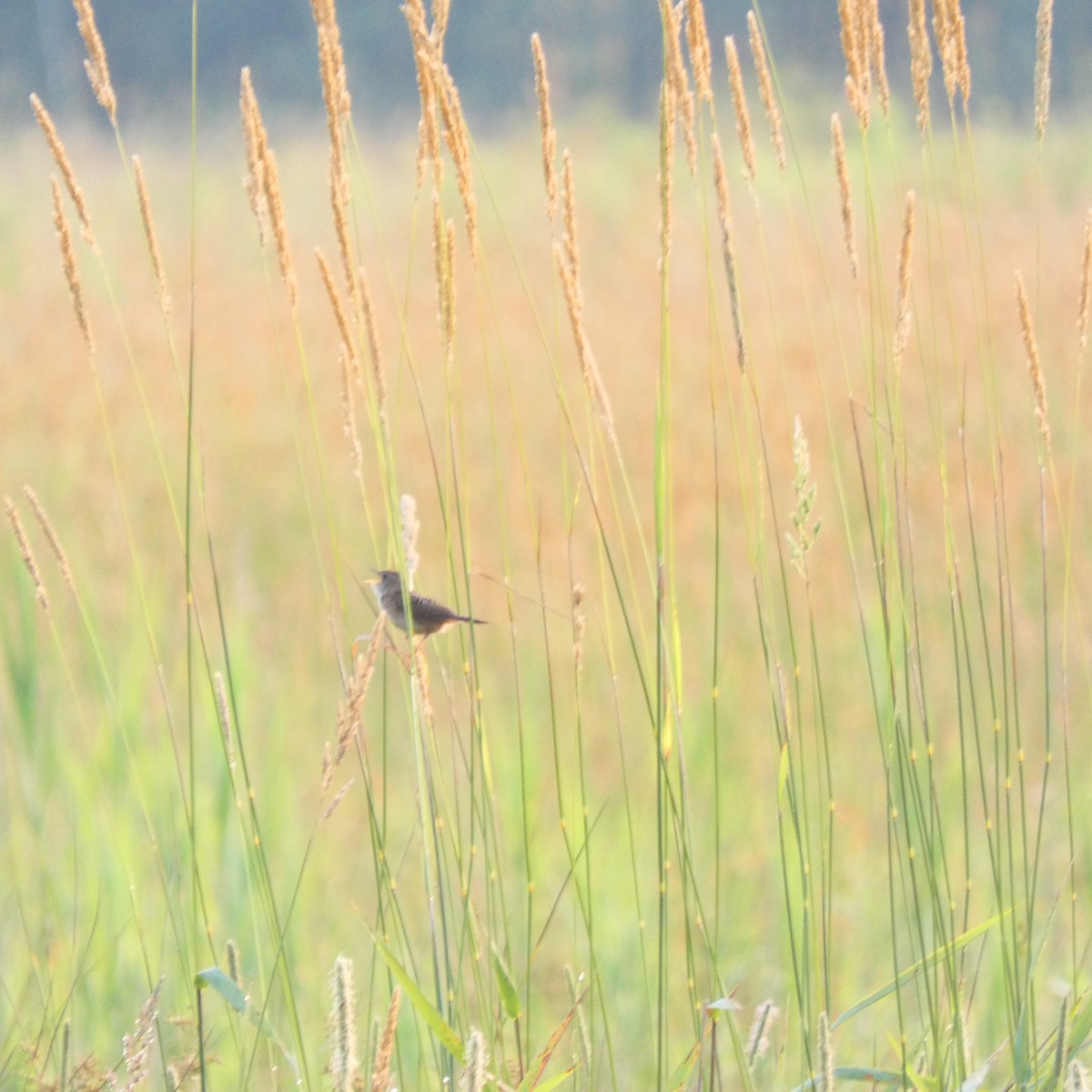 Sedge Wren - ML638440245