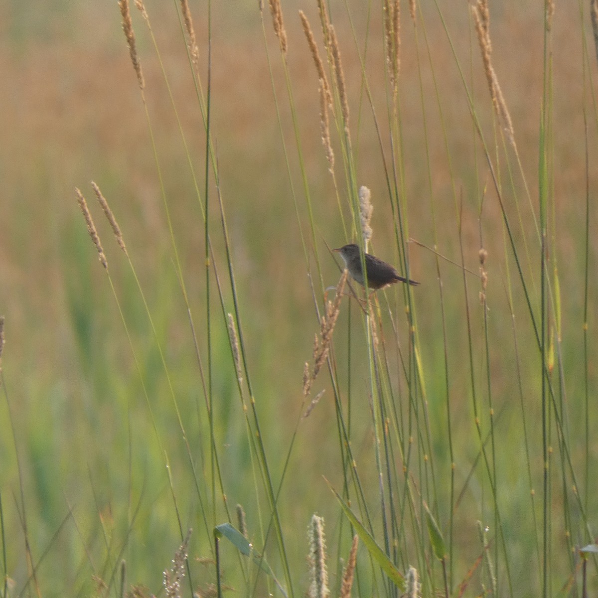Sedge Wren - ML638440246