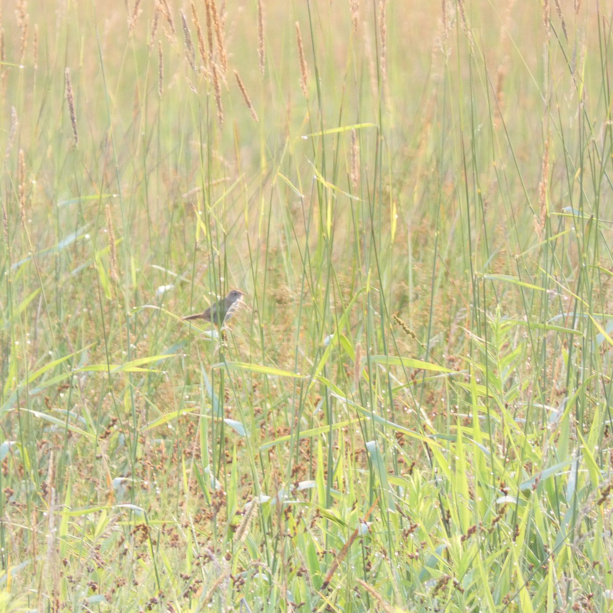 Sedge Wren - ML638440248