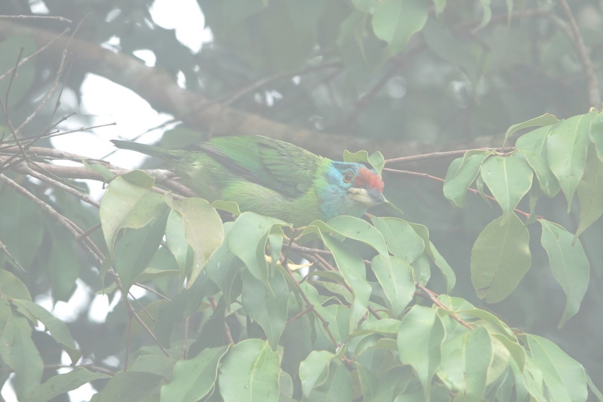 Blue-throated Barbet - ML638440259