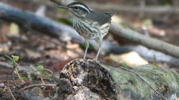 Louisiana/Northern Waterthrush - ML638440262