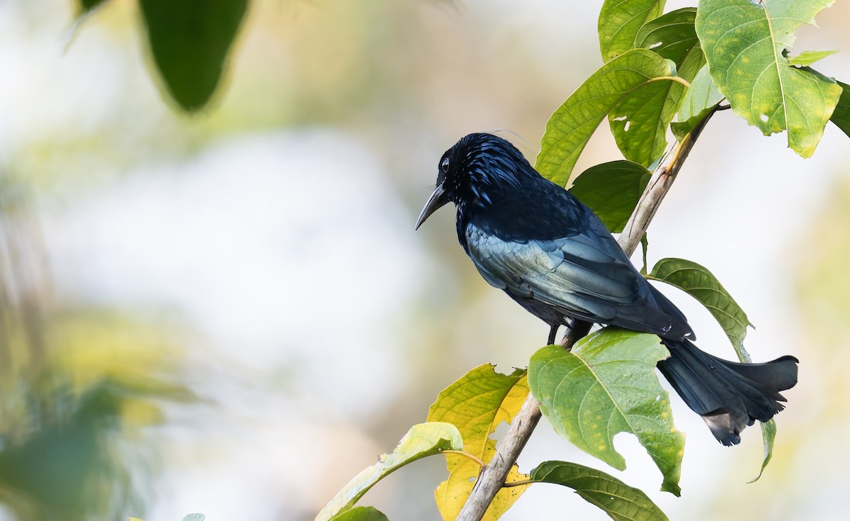 Hair-crested Drongo - ML638440305