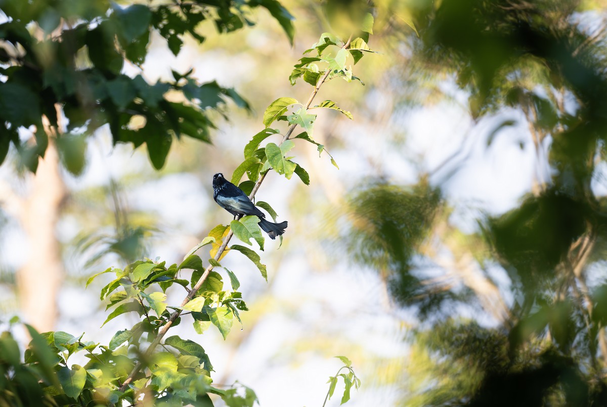 Hair-crested Drongo - ML638440306