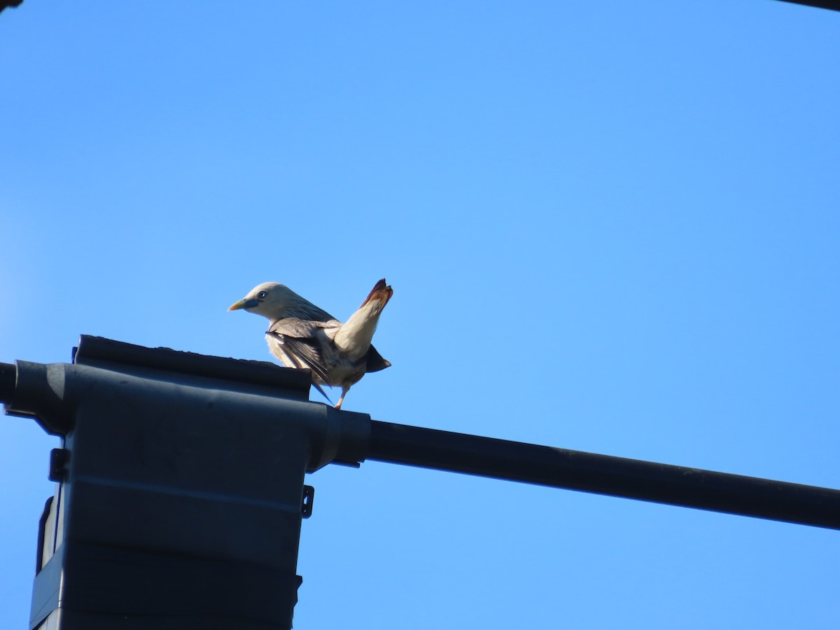 Chestnut-tailed Starling - ML638440310