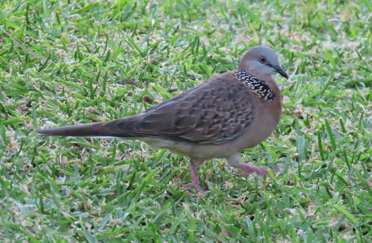Spotted Dove - ML638440355