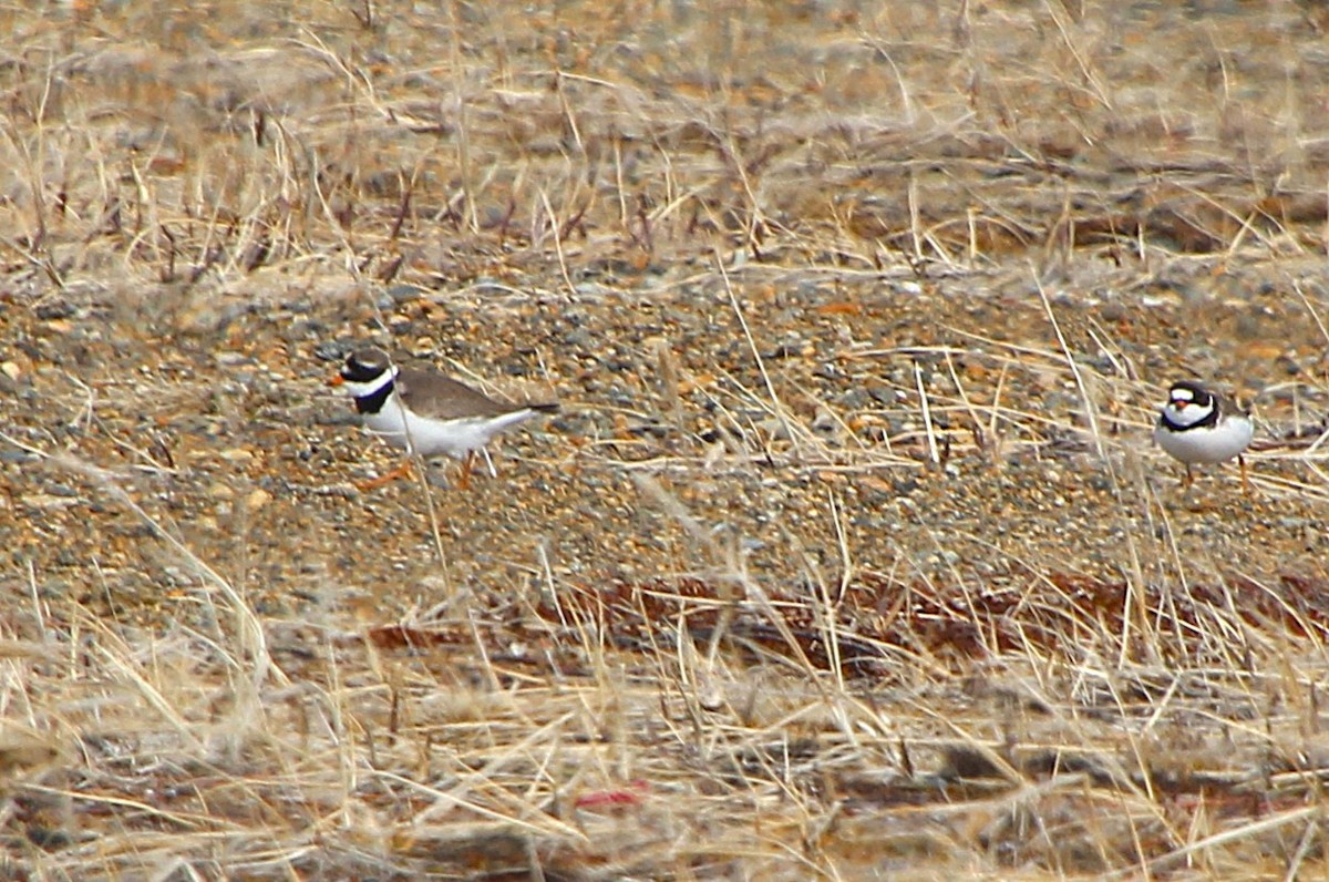 Common Ringed Plover - ML638440369
