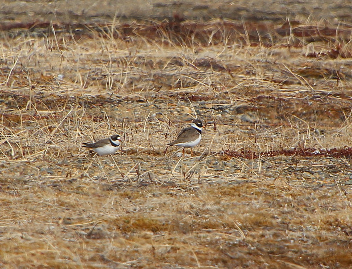 Common Ringed Plover - ML638440370