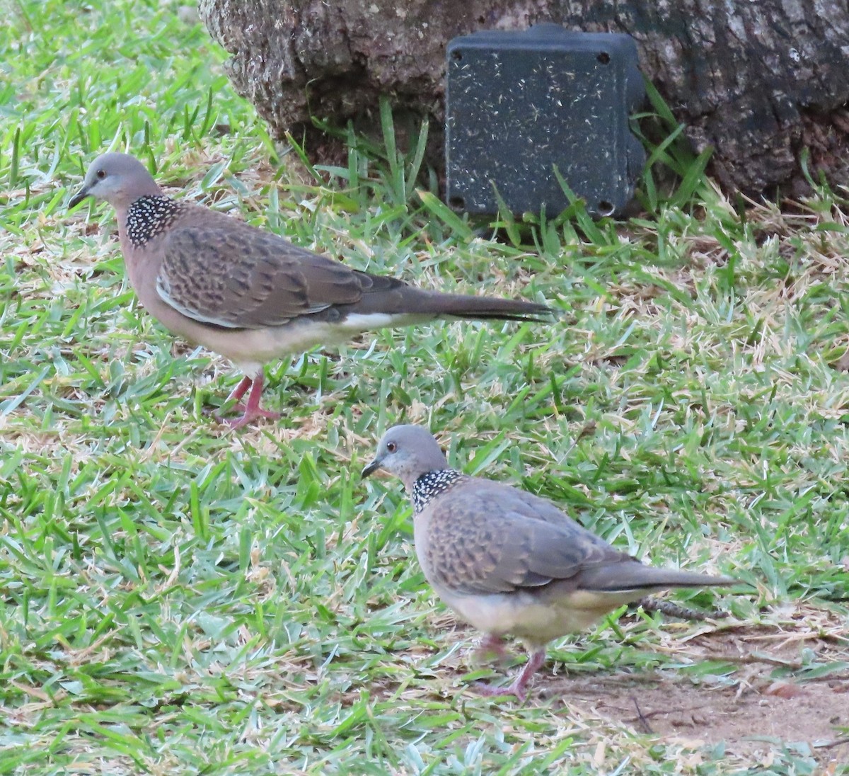 Spotted Dove - ML638440372