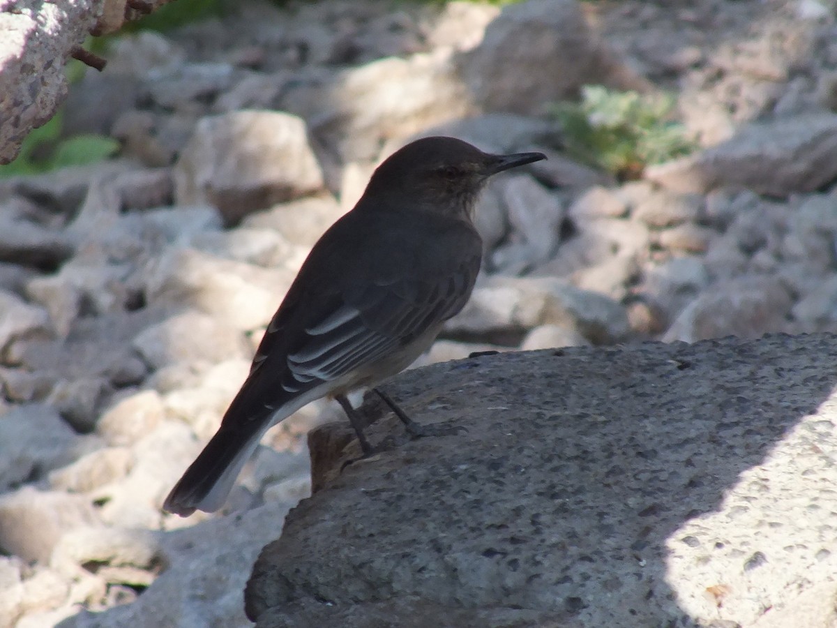 Black-billed Shrike-Tyrant - ML638440434