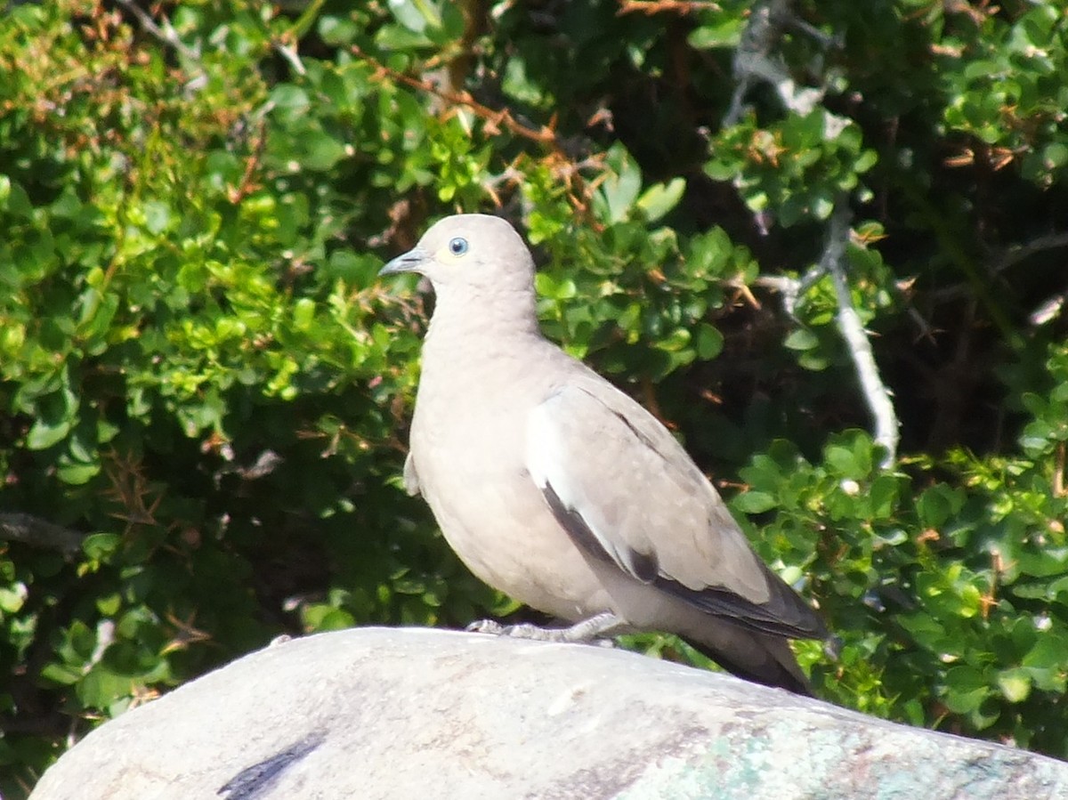 Black-winged Ground Dove - ML638440443