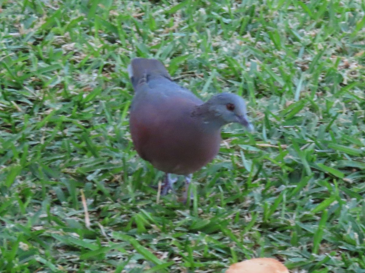 Malagasy Turtle-Dove - ML638440447