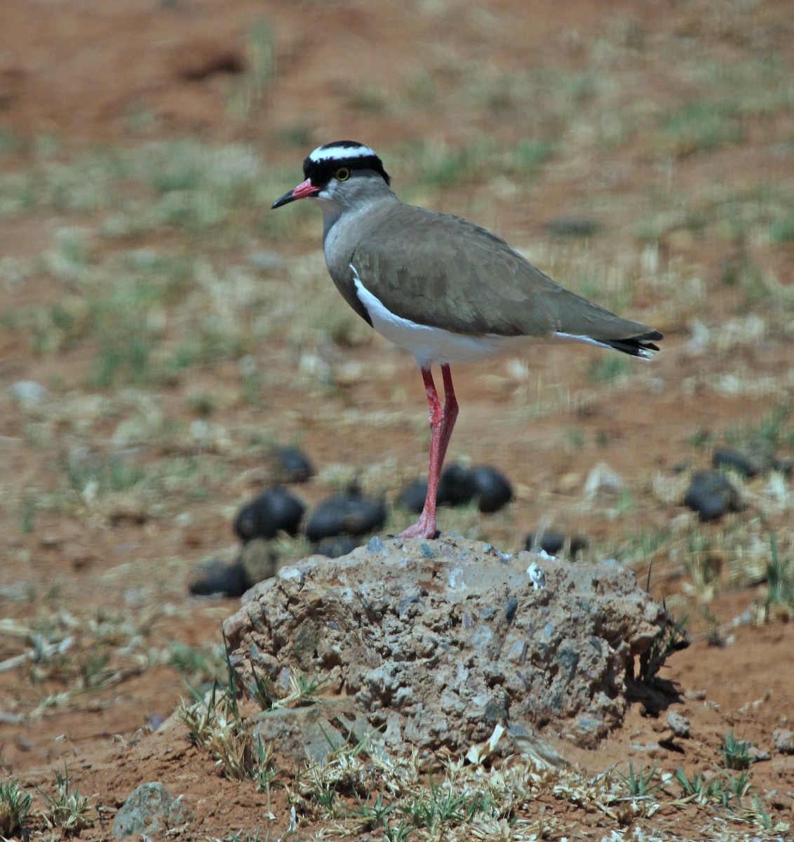 Crowned Lapwing - ML638440448