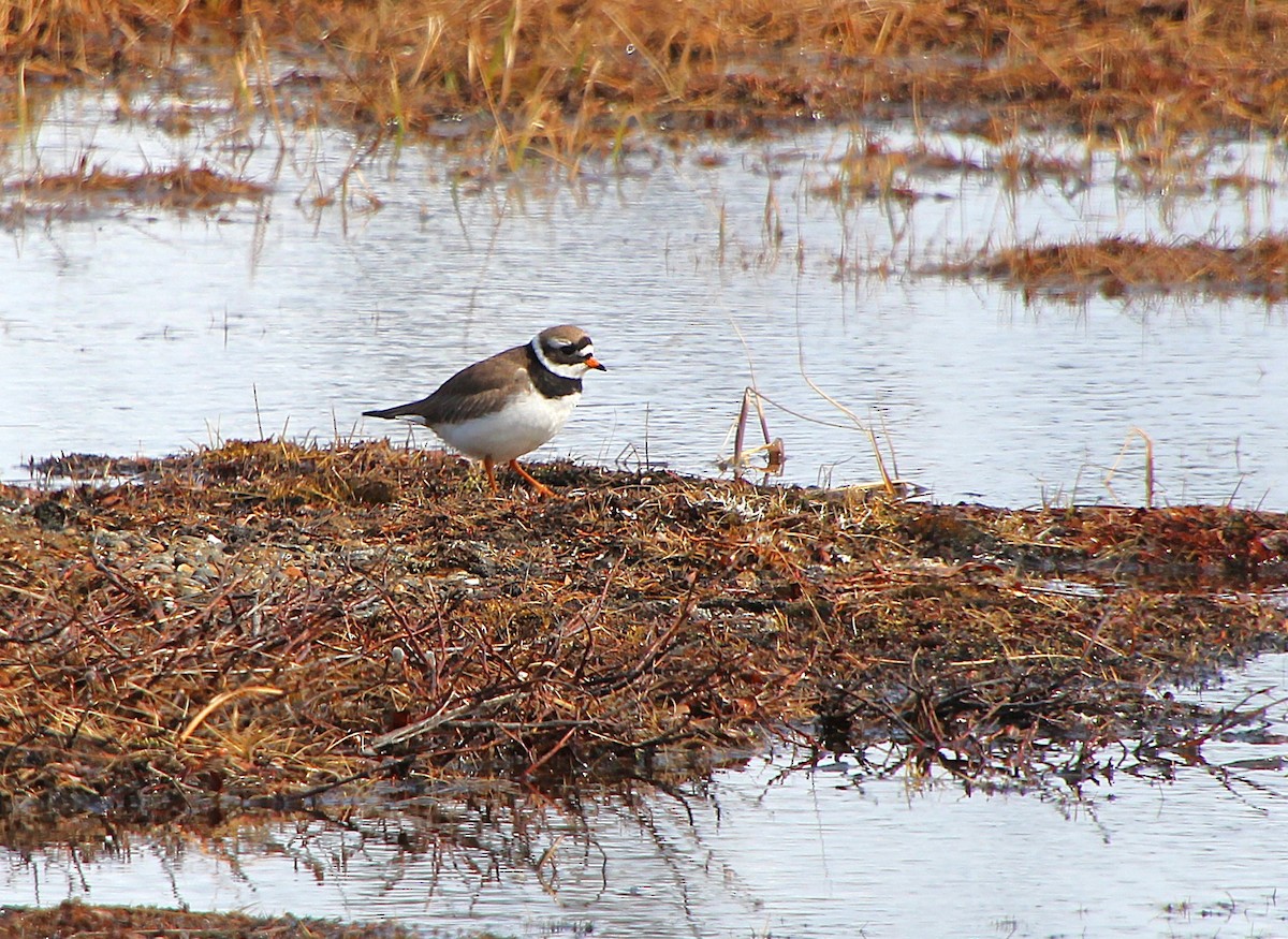 Common Ringed Plover - ML638440453