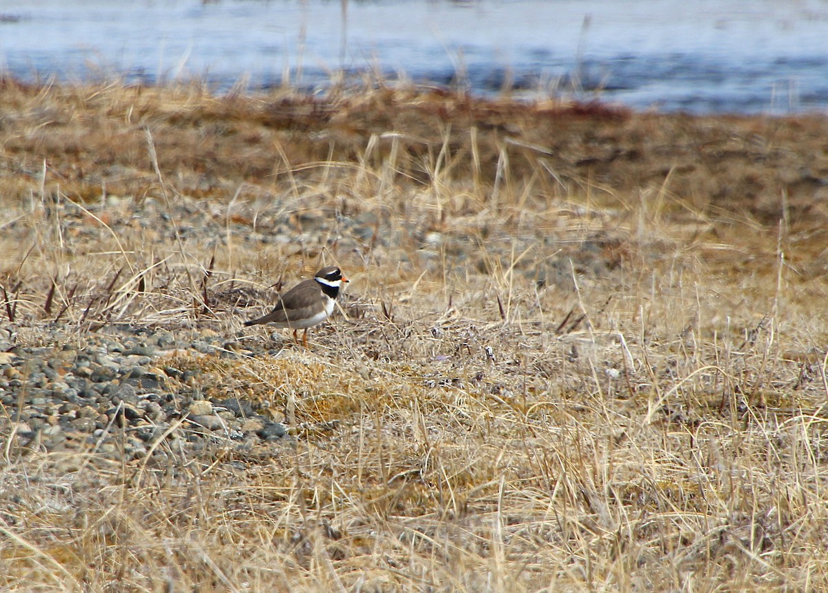 Common Ringed Plover - ML638440454