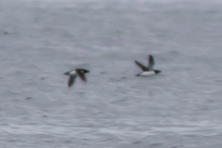 Razorbill - ML638440455
