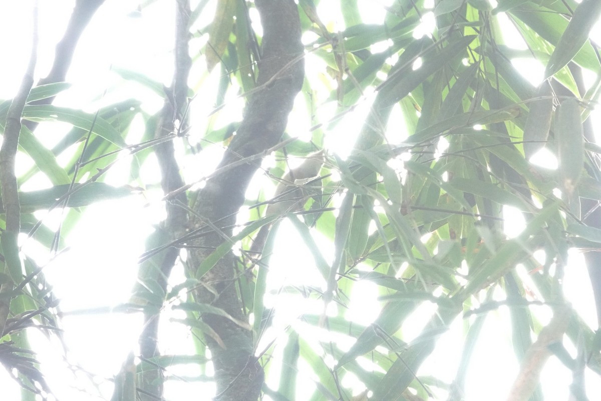Collared Babbler - ML638440468