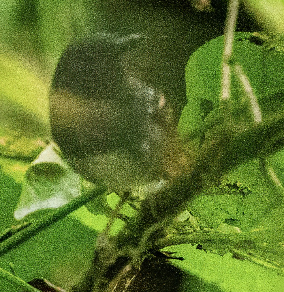 Chestnut-tailed Antbird - ML638440477