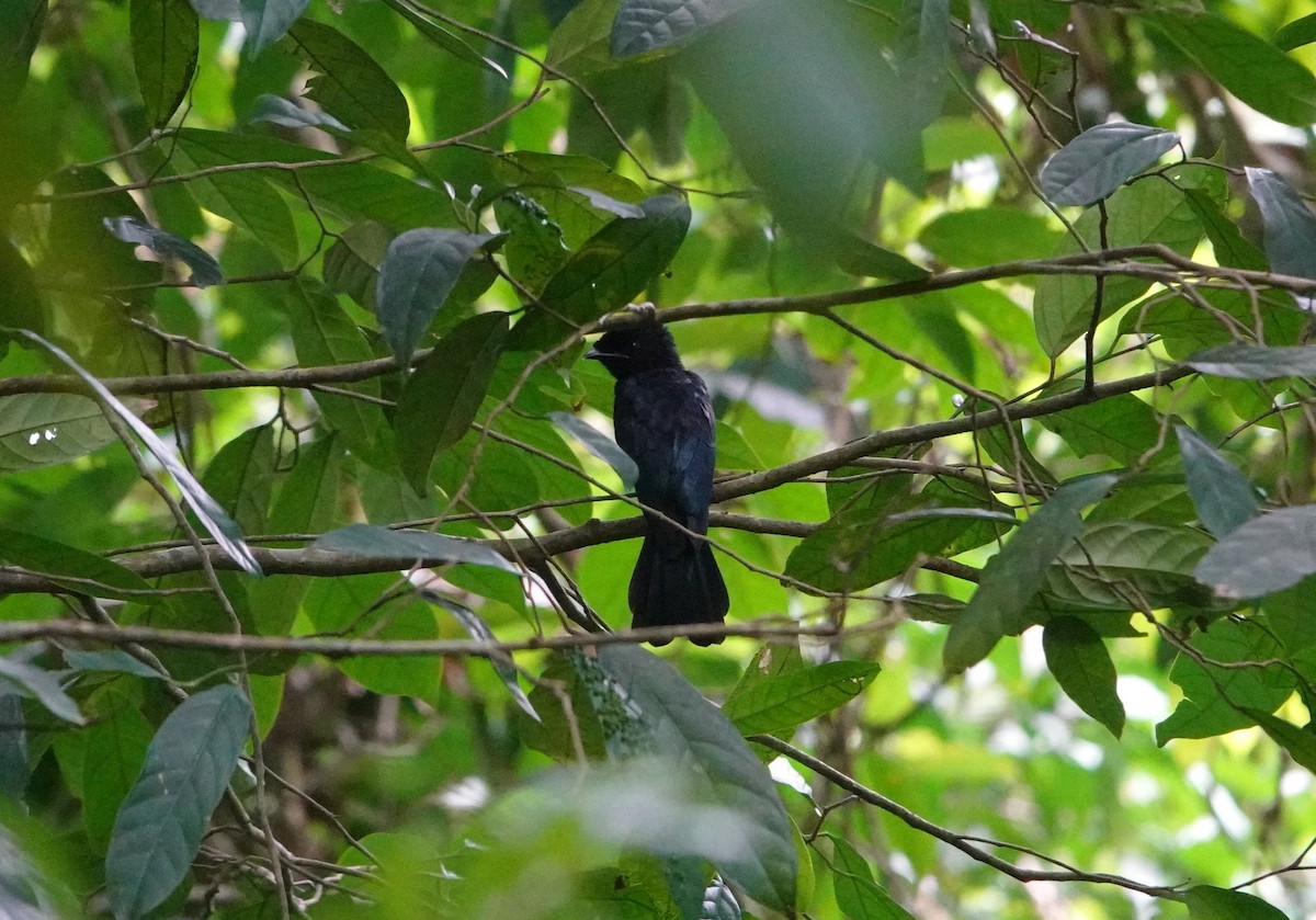 Lesser Racket-tailed Drongo - ML638440479
