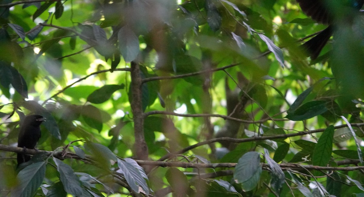 Lesser Racket-tailed Drongo - ML638440480