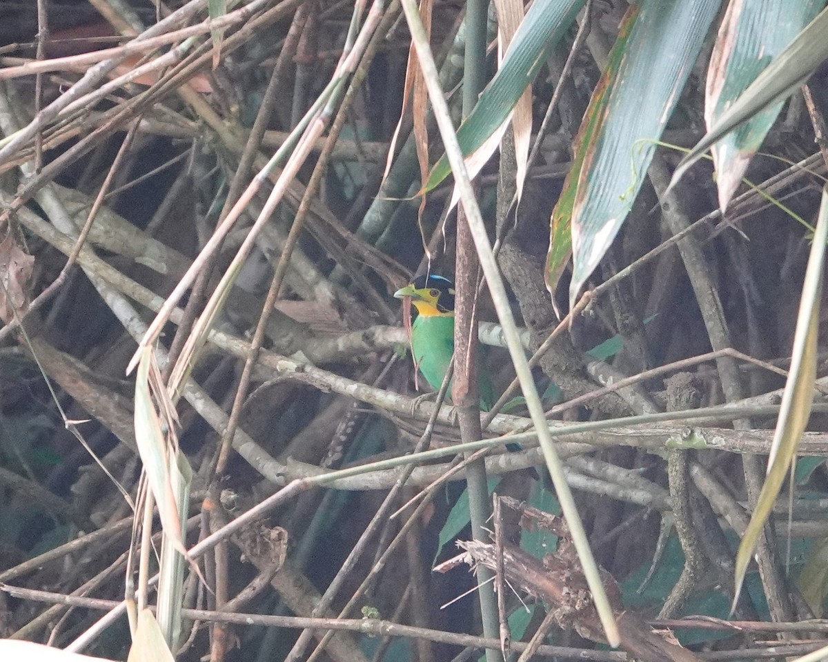 Long-tailed Broadbill - ML638440484