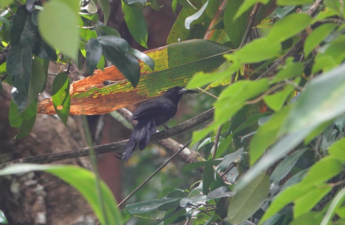 Ratchet-tailed Treepie - ML638440496
